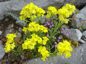 Erysimum duriaei